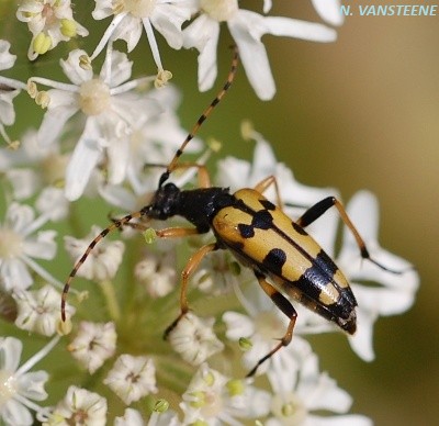 Rutpela maculata